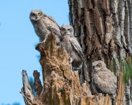 RobinsonOwlets-304.jpg