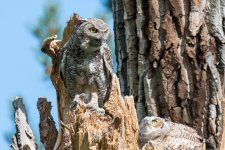RobinsonOwlets-305.jpg