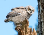 RobinsonOwlets-306.jpg