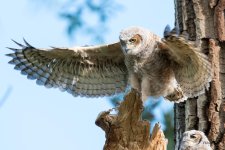 RobinsonOwlets-307.jpg