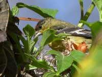 Goldfinch.jpg