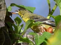 Goldfinch2.jpg