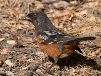 Towhee.jpg