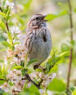 SongSparrow-301.jpg