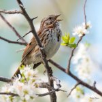 SongSparrow-302.jpg