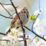 SongSparrow-303.jpg