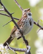 SongSparrow-304.jpg