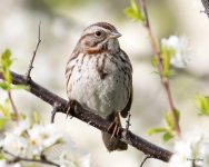 SongSparrow-305.jpg