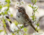 SongSparrow-306.jpg