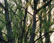 Trees-310.jpg