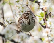 SongSparrow-307.jpg