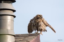 OwlWet-300.jpg