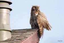 OwlWet-301.jpg