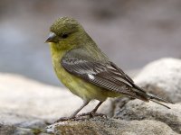 Goldfinch.jpg