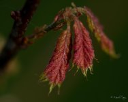 DSC_2783.jpg