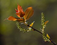 DSC_2807.jpg