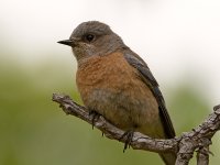 Bluebird.jpg