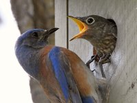 Bluebird6.jpg