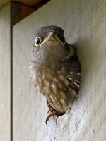 Bluebird7.jpg