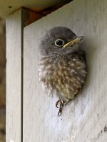 Bluebird13.jpg