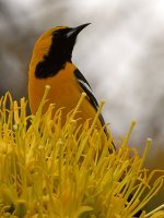 Oriole.jpg