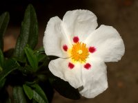 Cistus.jpg