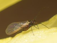 Gnat.jpg