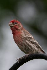 RLW_8062.jpg