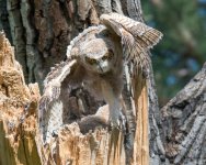 RobinsonOwlets-339.jpg