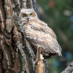 RobinsonOwlets-341.jpg
