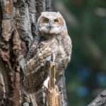 RobinsonOwlets-342.jpg