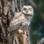 RobinsonOwlets-343.jpg