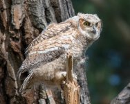 RobinsonOwlets-344.jpg