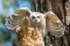 RobinsonOwlets-336.jpg