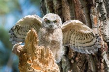 RobinsonOwlets-335.jpg