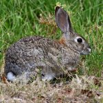 Rabbit.jpg