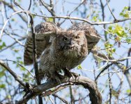 OwlInFlight-341.jpg