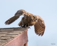 OwlInFlight-342.jpg