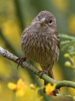 Goldfinch2.jpg