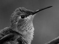 HummerBW.jpg