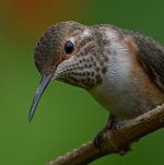 Hummer5.jpg