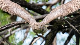 OwlInFlight-345.jpg