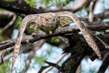 OwlInFlight-346.jpg