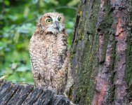 RobinsonOwlFledge-300.jpg