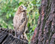 RobinsonOwlFledge-301.jpg