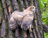 RobinsonOwlFledge-302.jpg