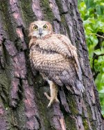 RobinsonOwlFledge-303.jpg