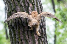 RobinsonOwlFledge-304.jpg