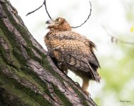 RobinsonOwlFledge-305.jpg
