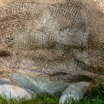 DSC_2932.jpg